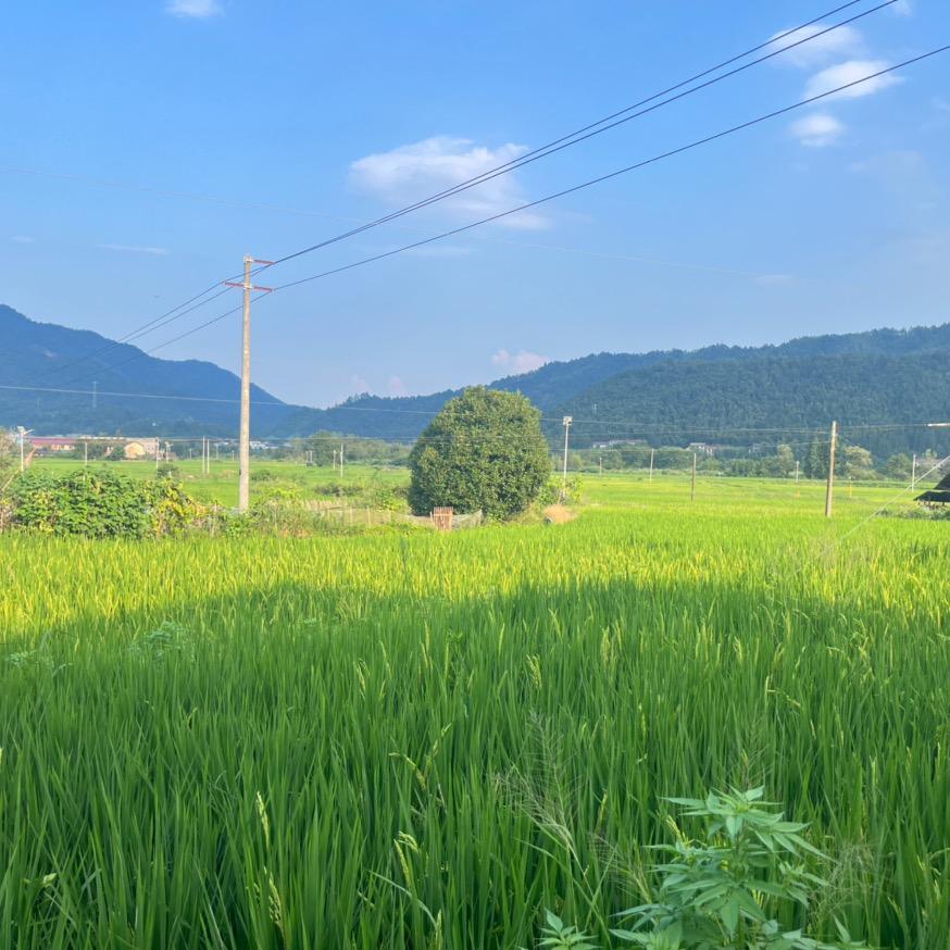 燕子欧