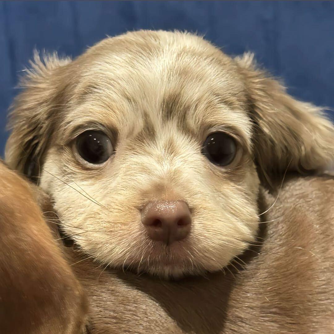 肥嘟嘟右卫门🌈