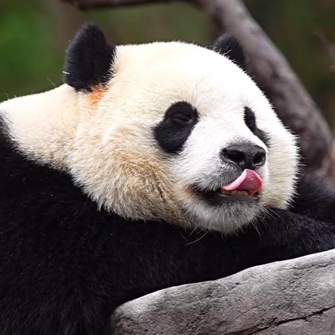 熊熊熊……