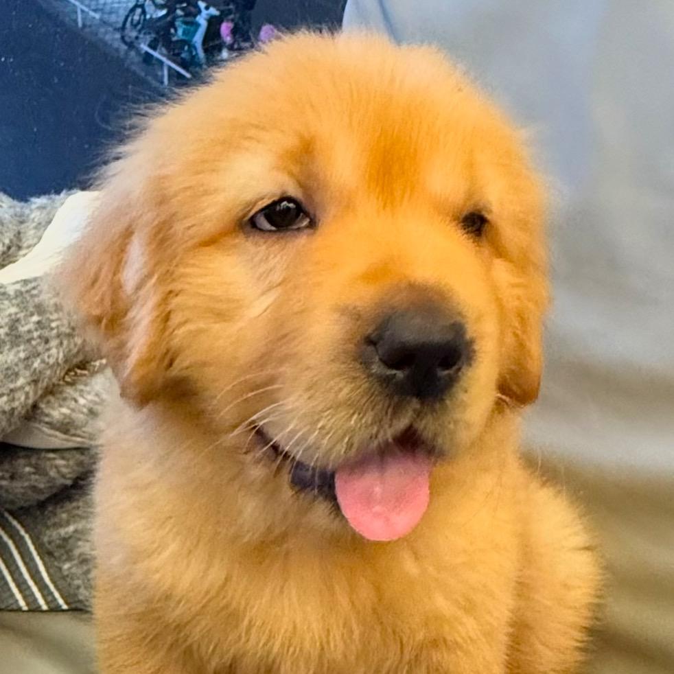 如意不会板鸭趴