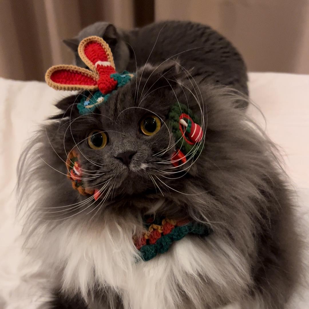 王小珍有三只猫