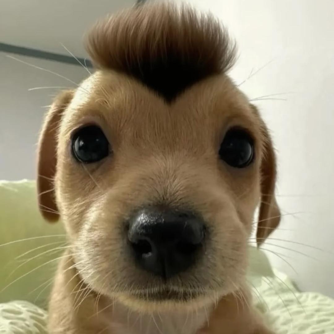 大蒜味蛋挞