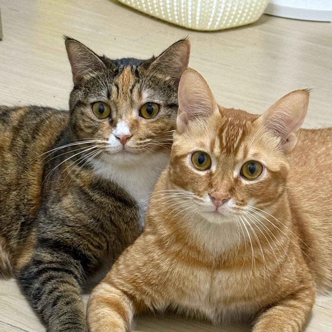布鲁鲁咕噜噜🐱