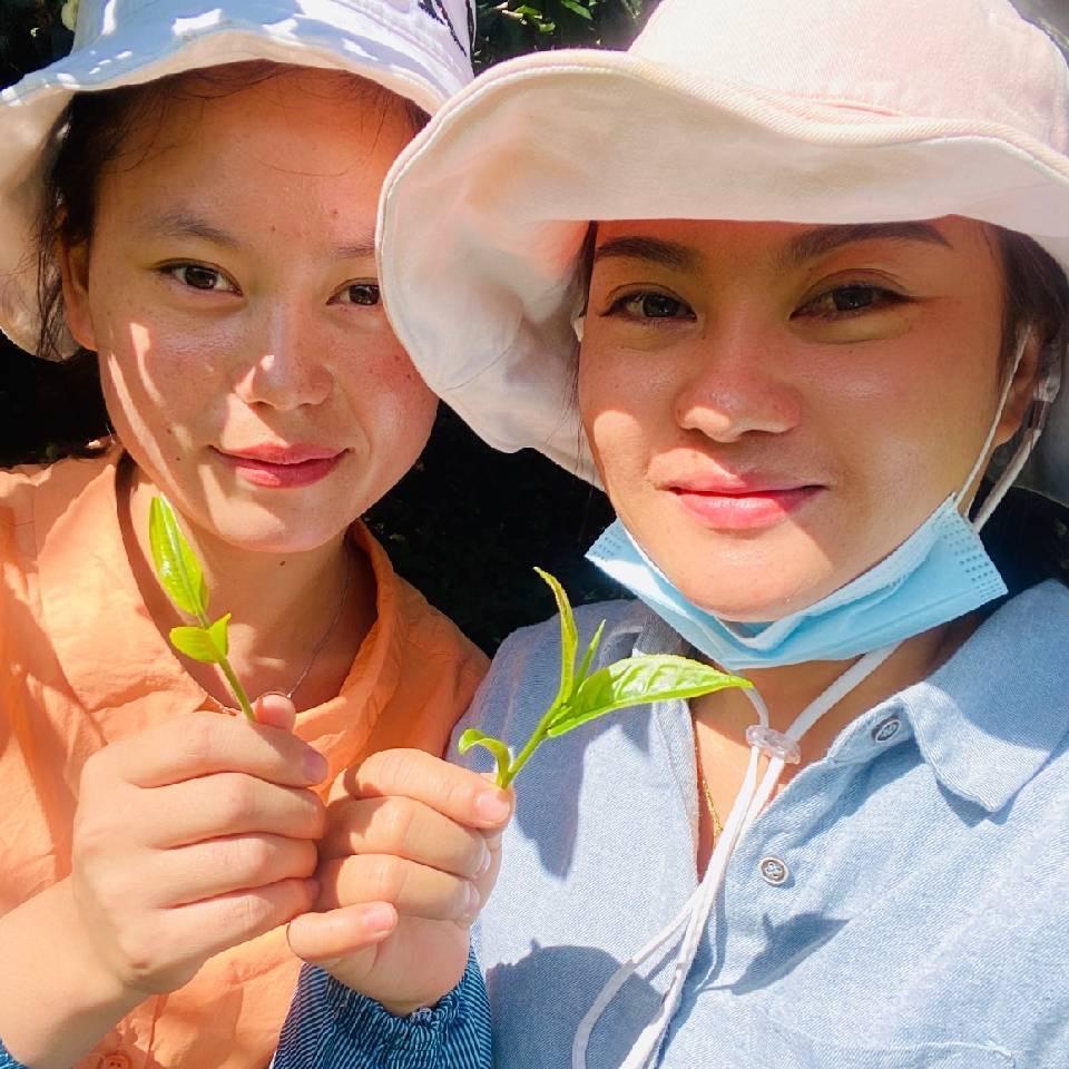 冰岛玉湖金洒茶业