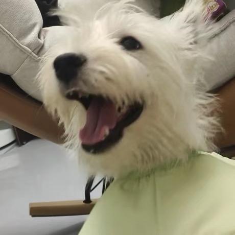 梦到哪句说哪句