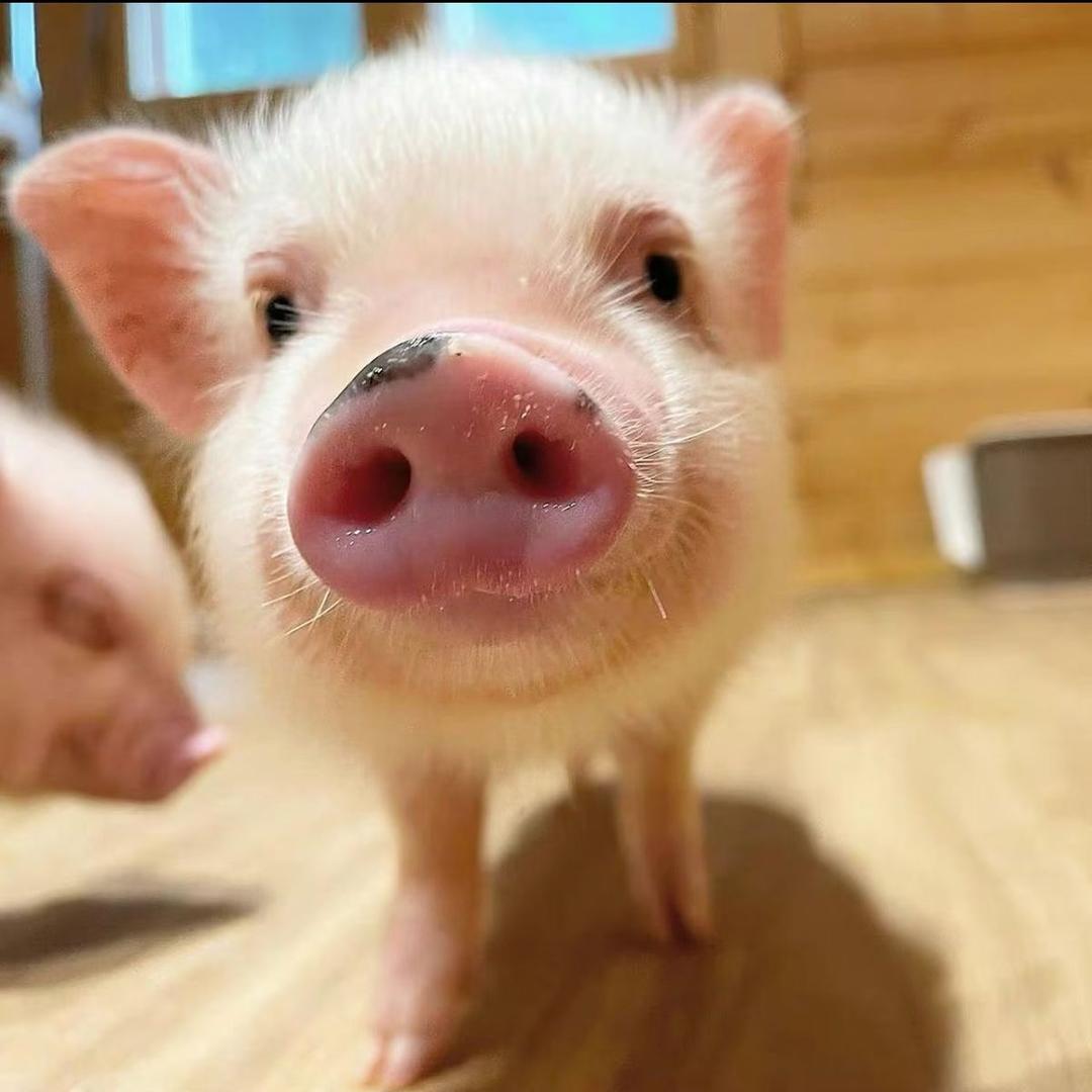 小杰哥