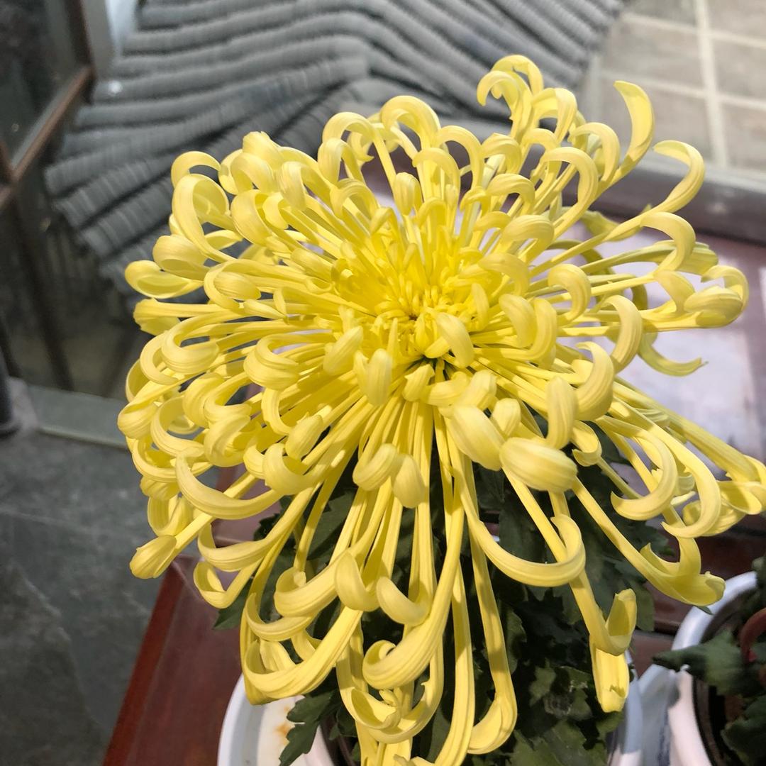 青春