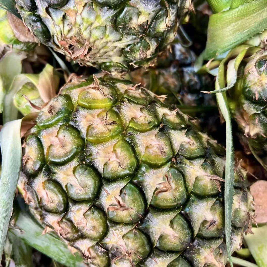 荟来品鲜果