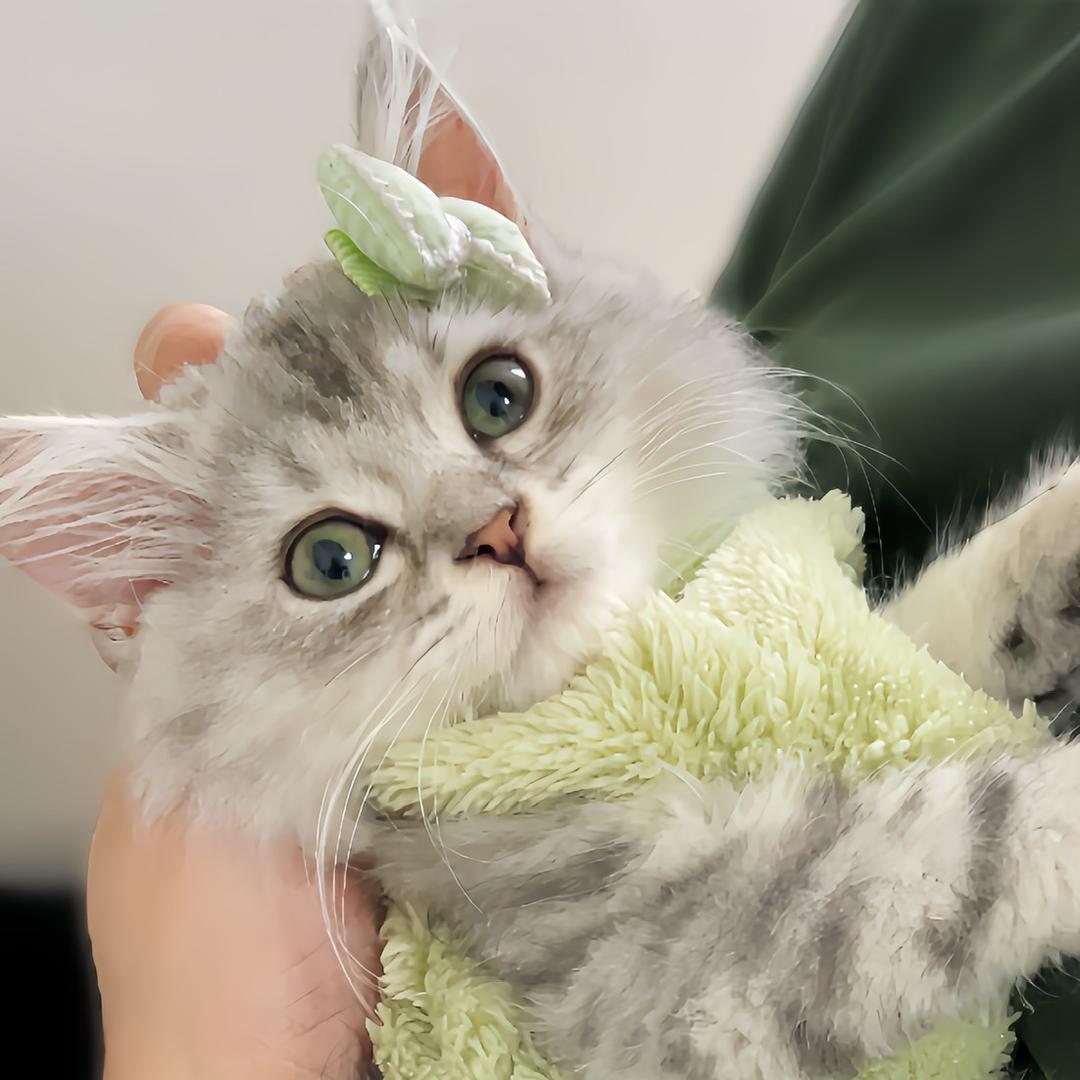 狗哥是只猫