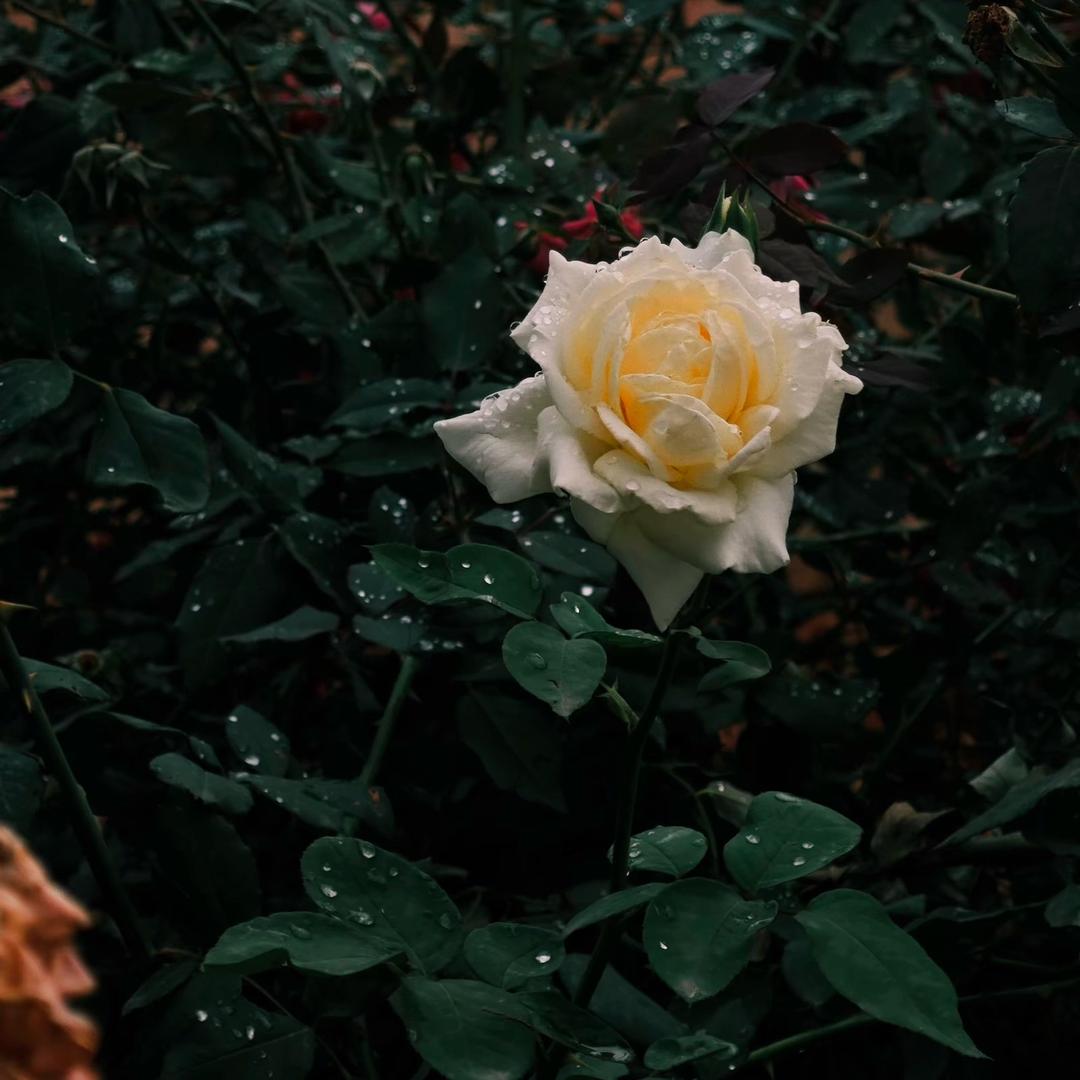 夕夜（三角洲行动）