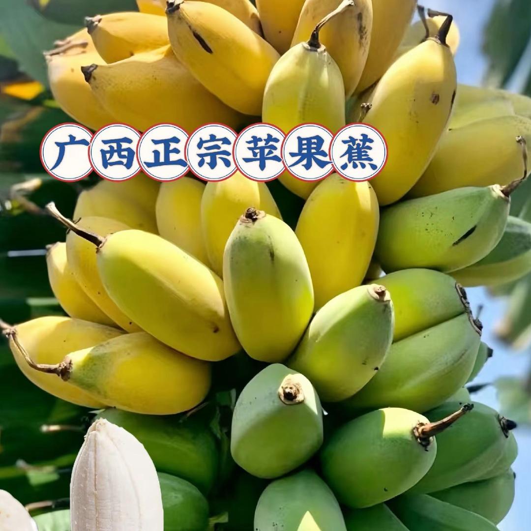 山村里的宝贝