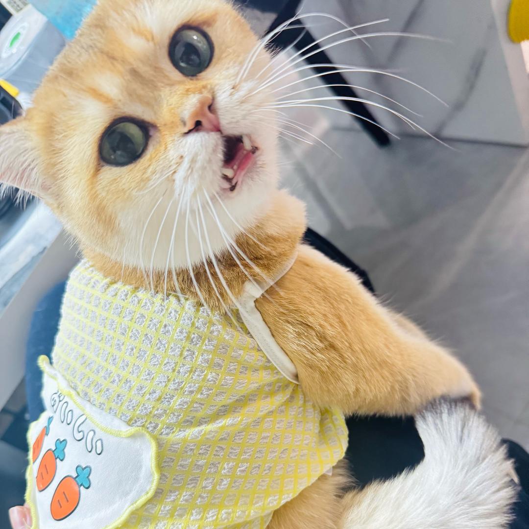 柠檬🌼 & 🦐