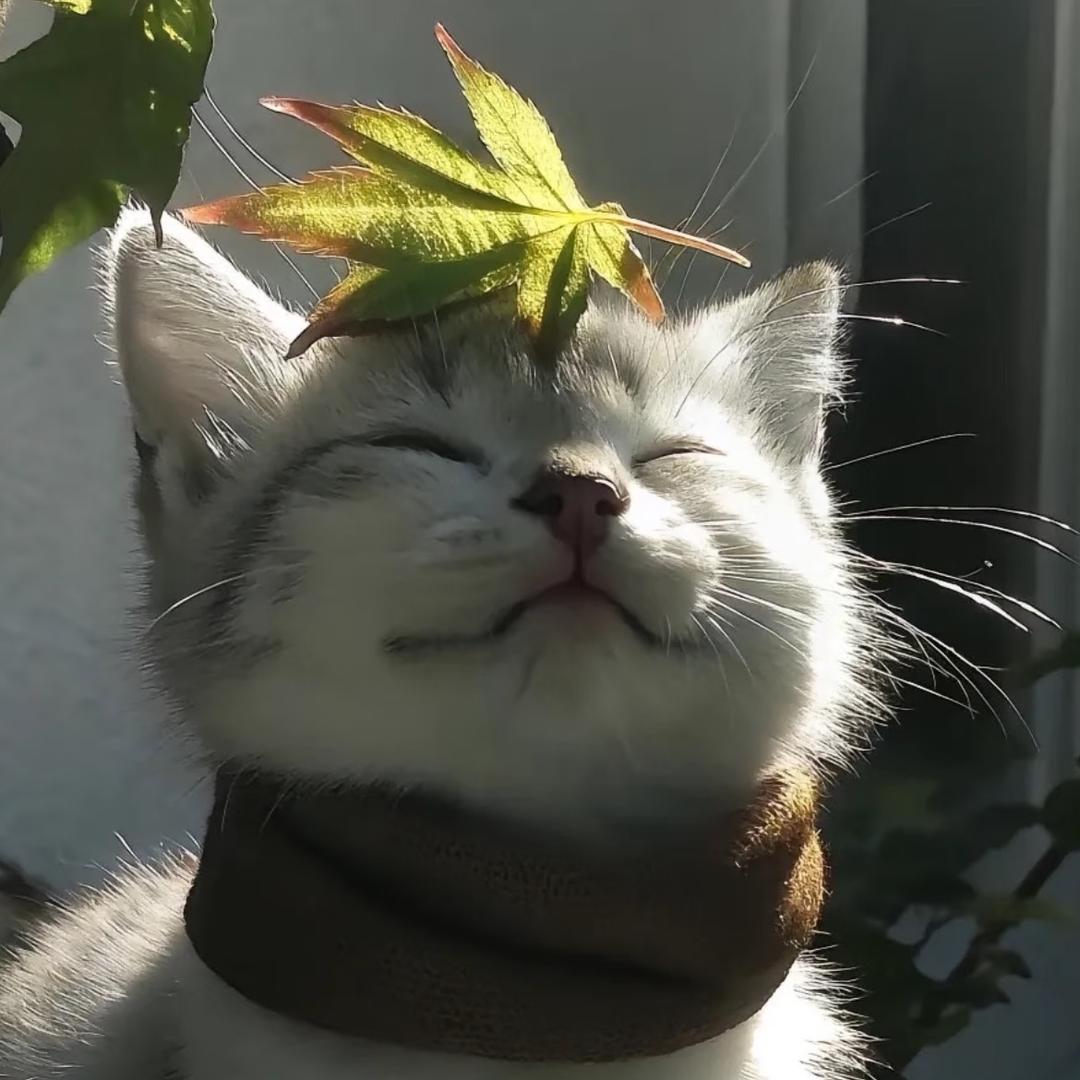 Hi睡不醒