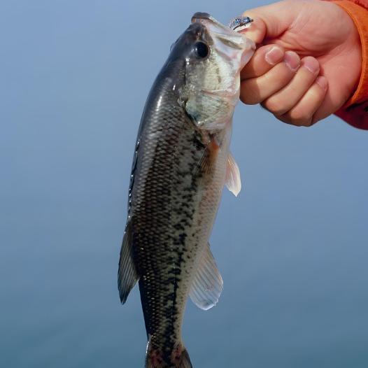 鲈鱼养殖基地-赫缘农业