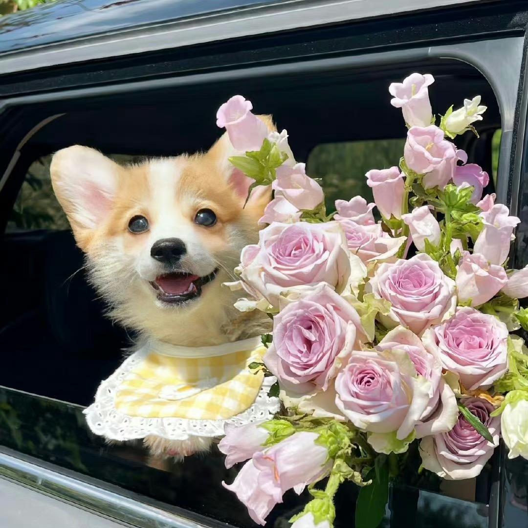 小狗🐕sayhhhh
