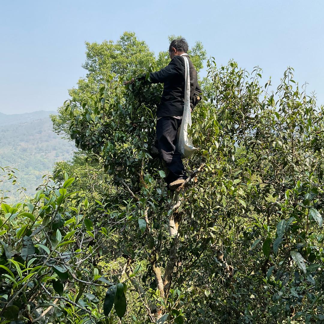 王思楠茶叶有限分公司