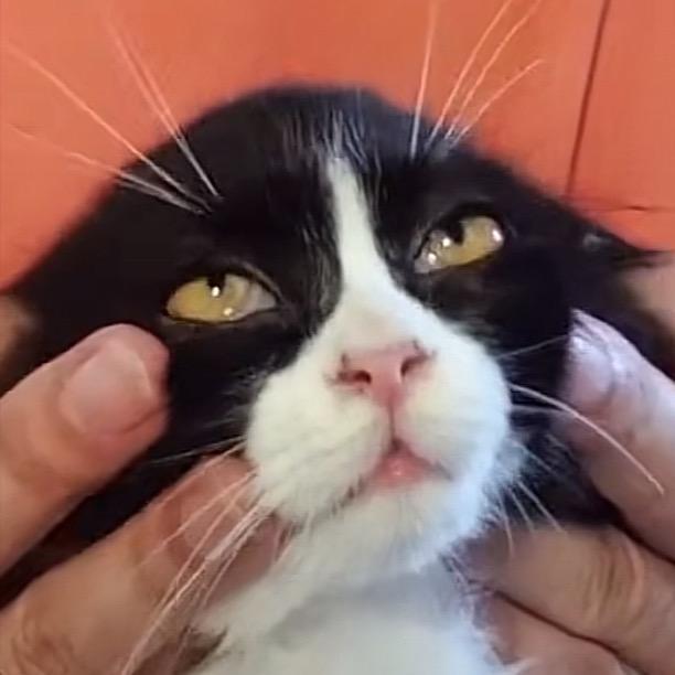 猫猫骑士