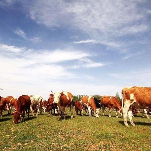 🐮牛妹糖果果℃