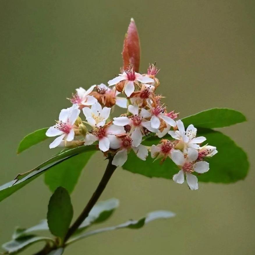 小胖海岛栀子花春花盆景
