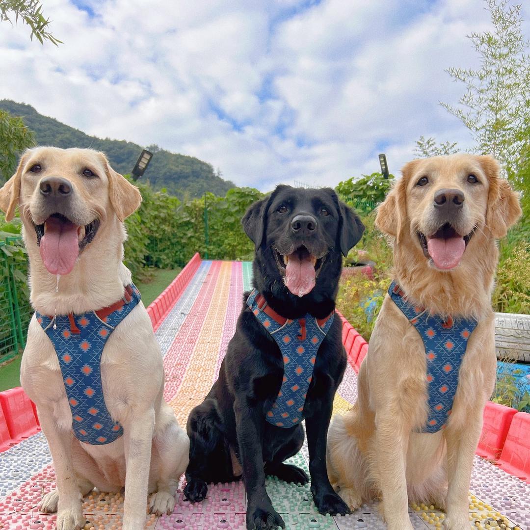 拉拉奥利奥一家的幸福生活