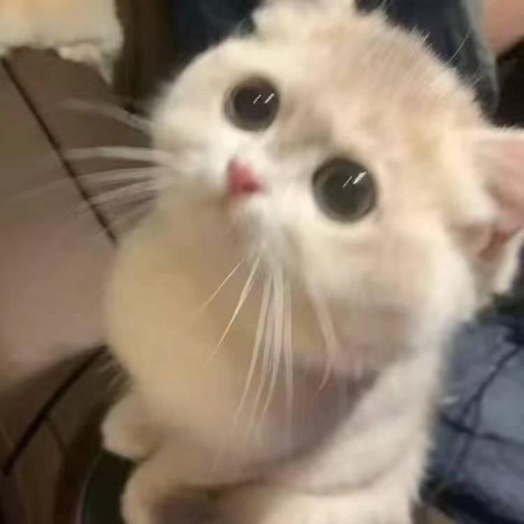 猪猪侠