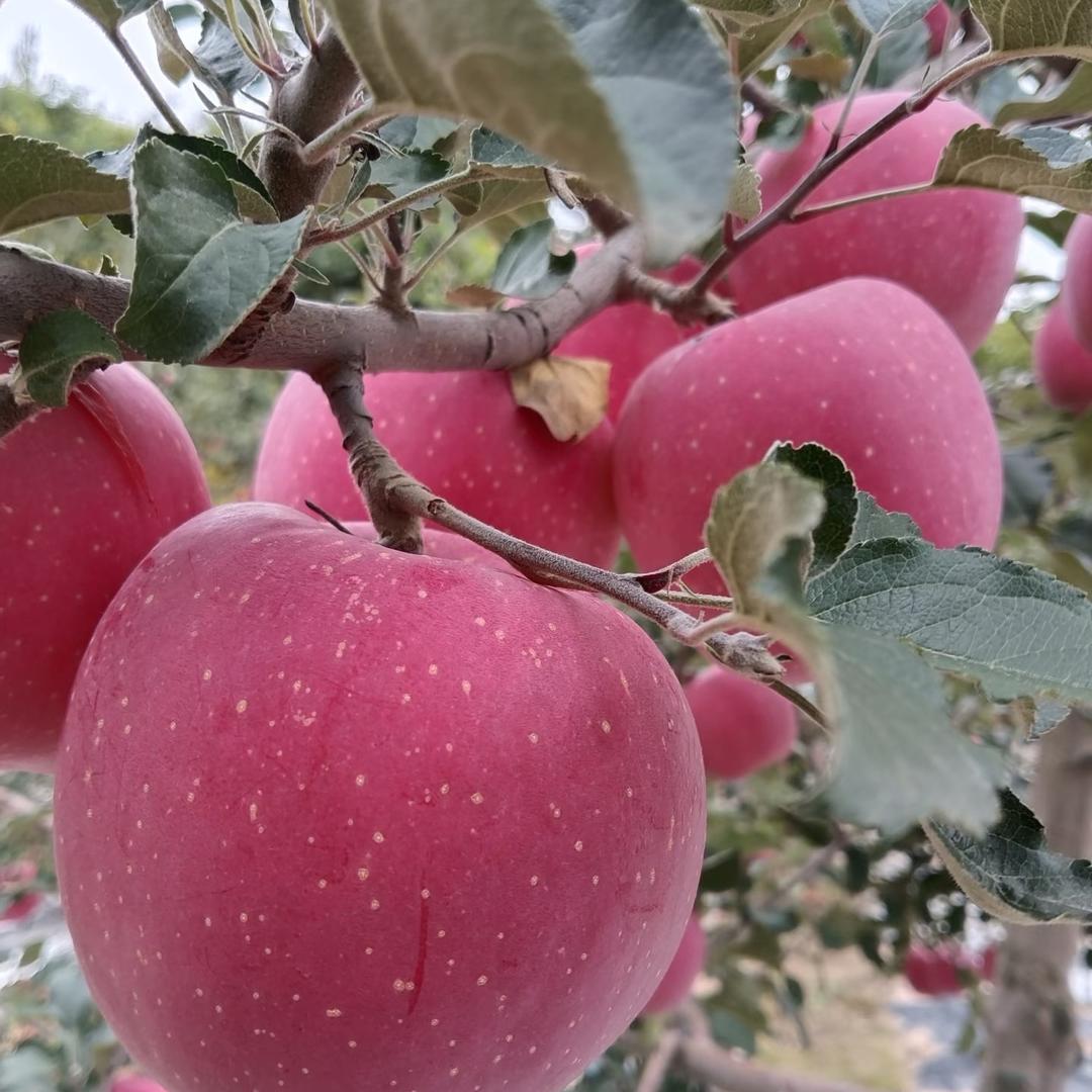 时光里农场优选生鲜