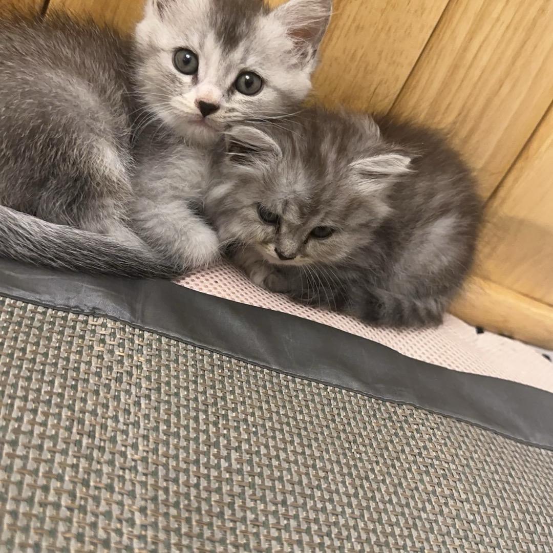 宝哥文玩核桃（回血）