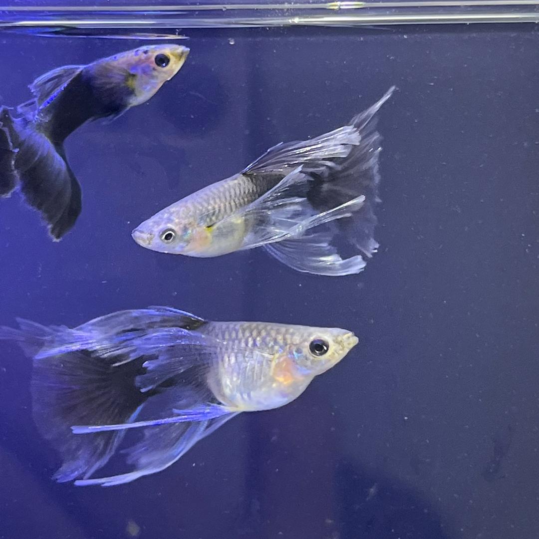 海蛎子孔雀鱼（工厂店）