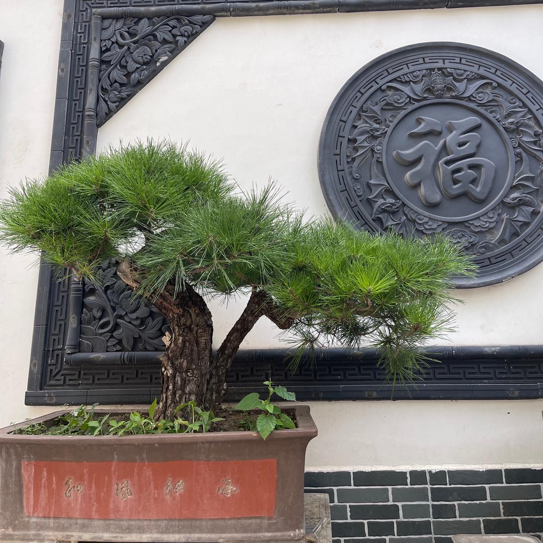 老桑盆景