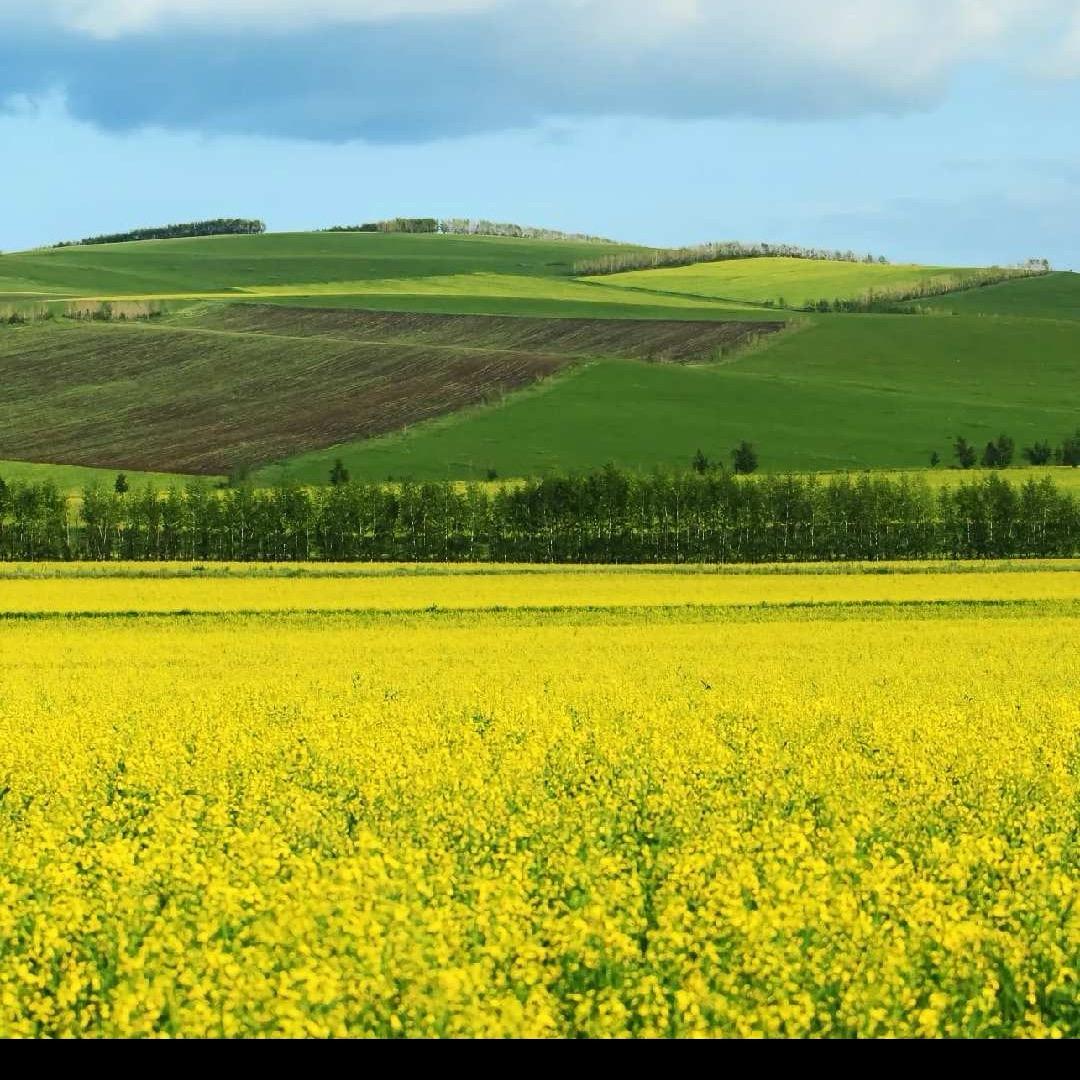 一亩良田-万亩花开