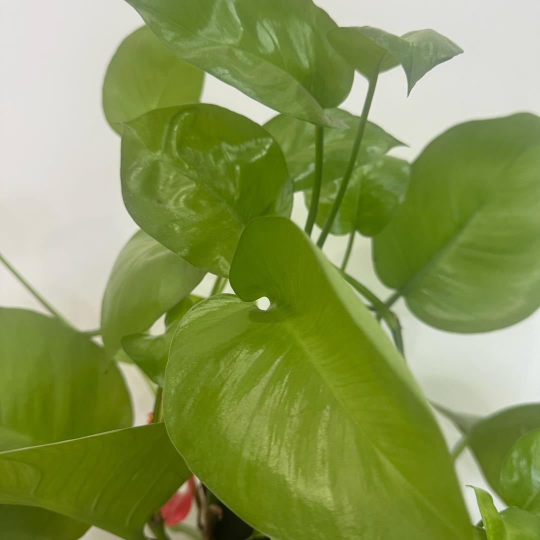 小舞好物