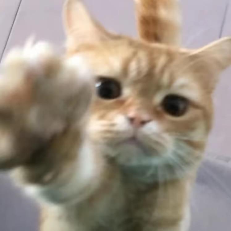 小琦琦