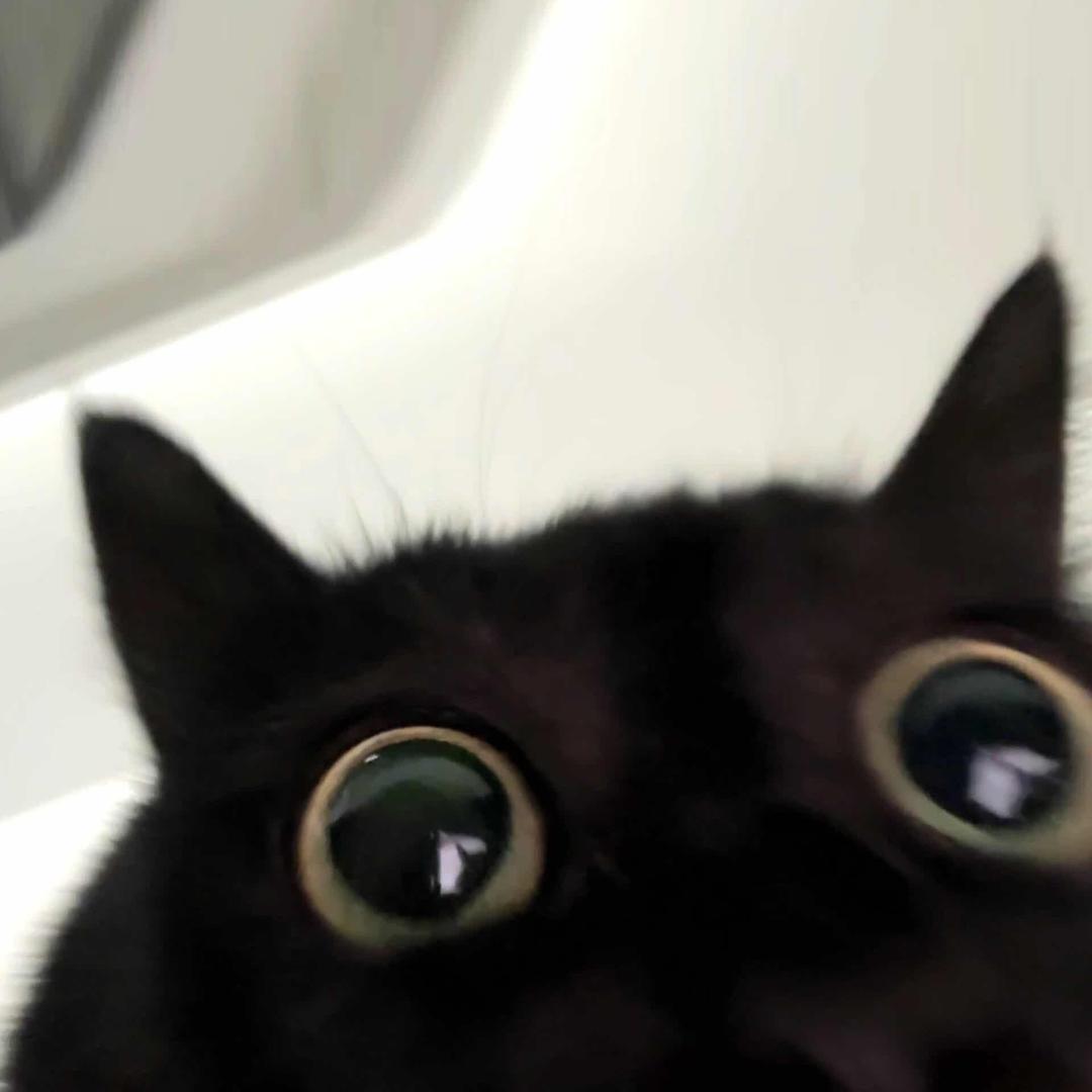 你牛什么牛⁵¹¹