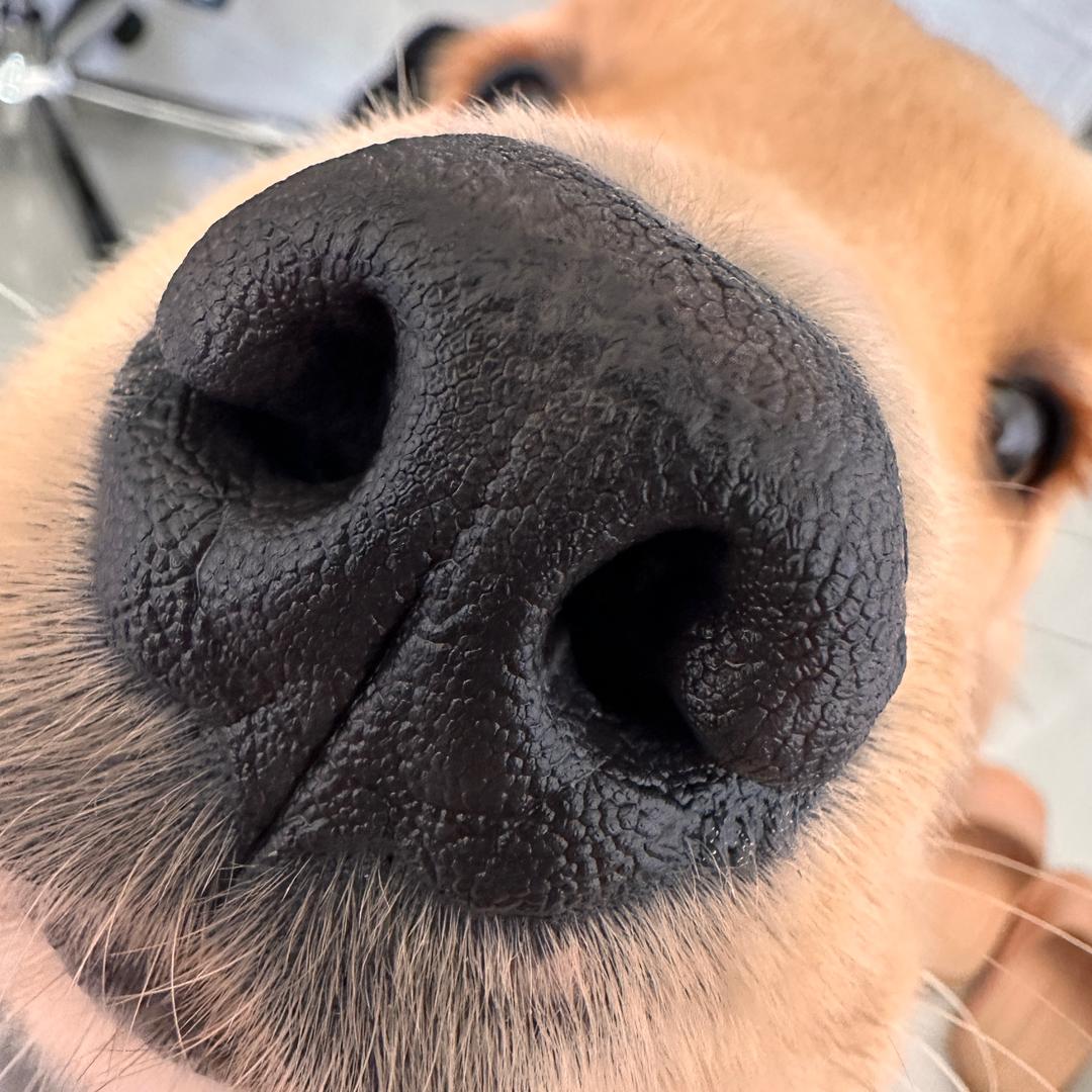 辛巴&坦克的日常生活