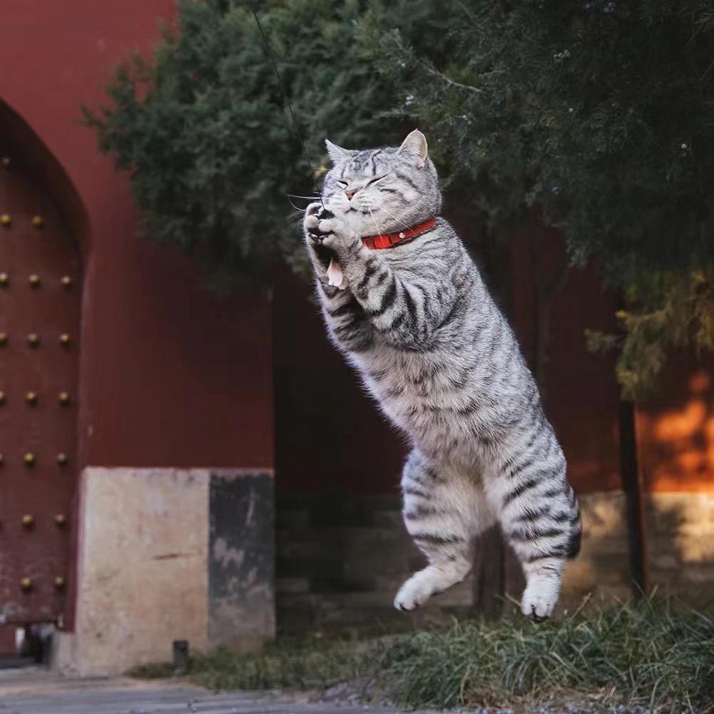 雄鹰一样的男人