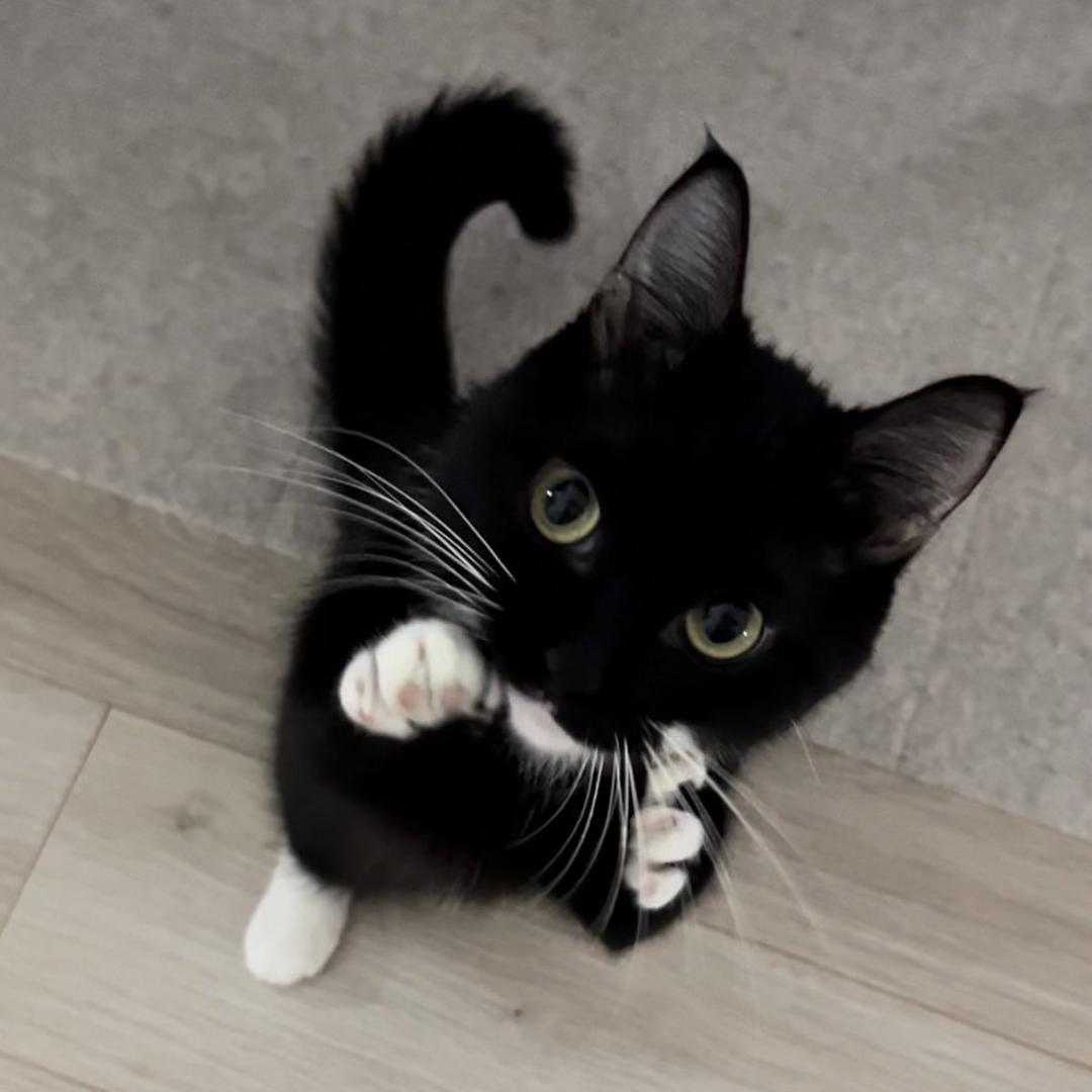 狡猾光胩狐