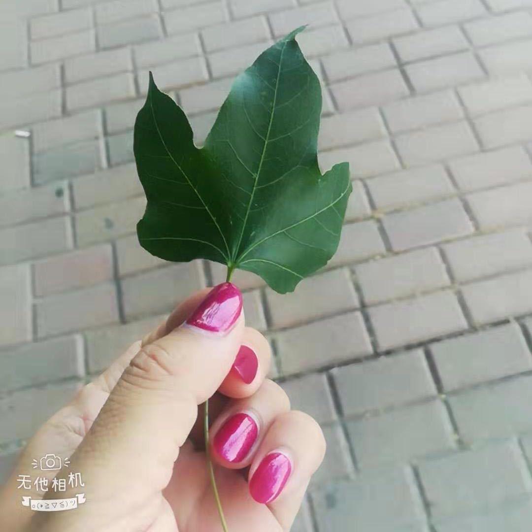 🌿七月🌺