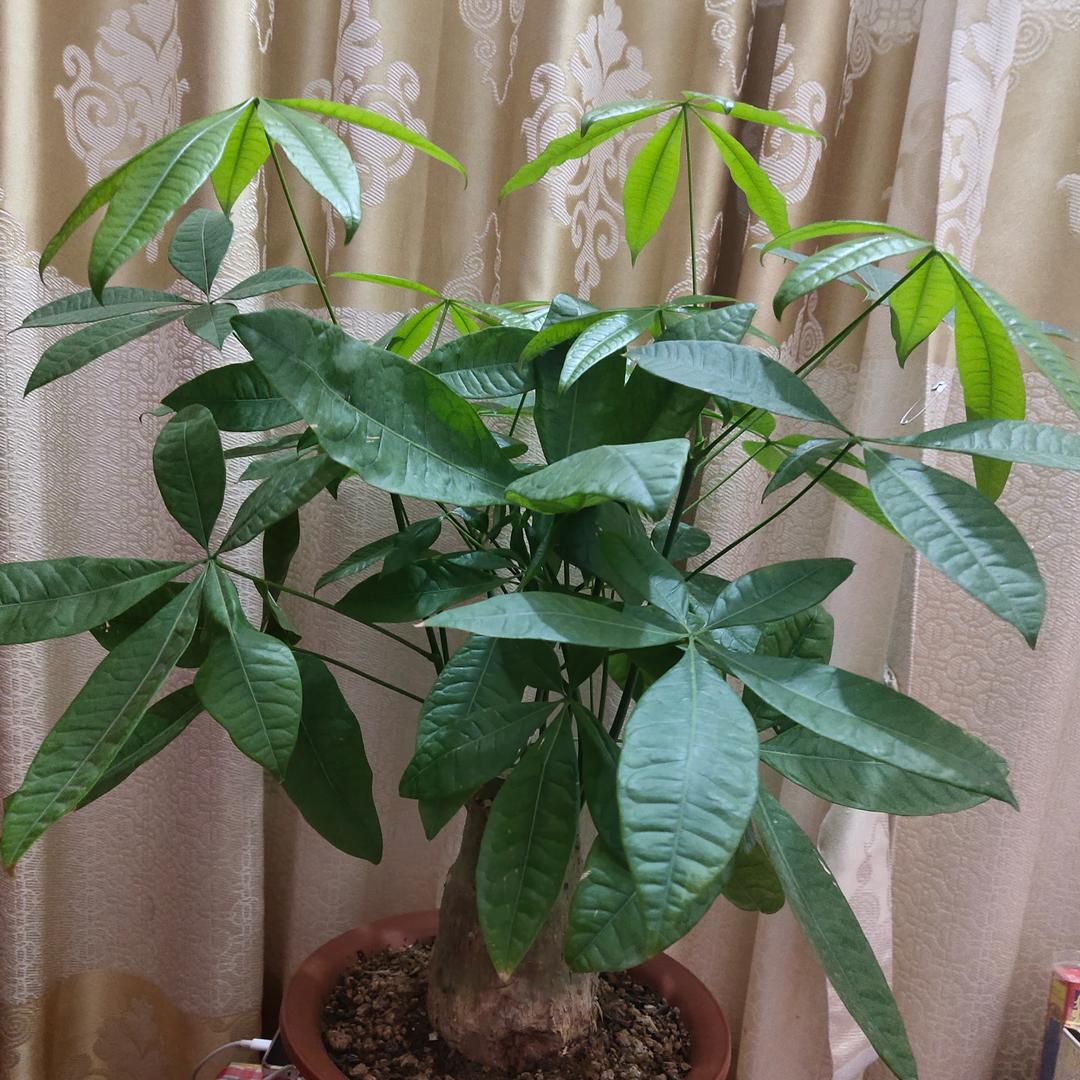 三村金哥