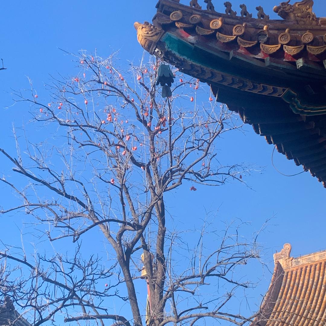 玉竹