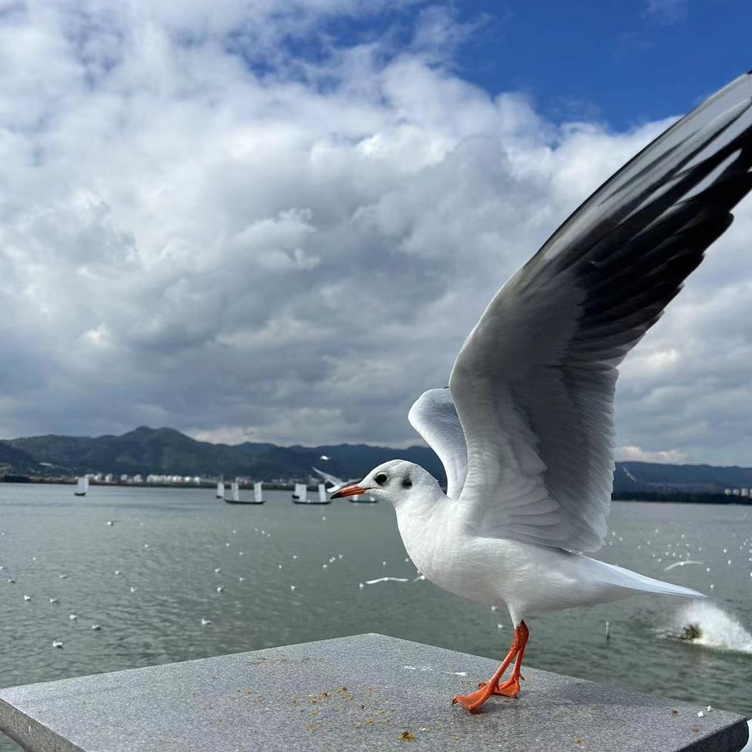 雾都💢游子