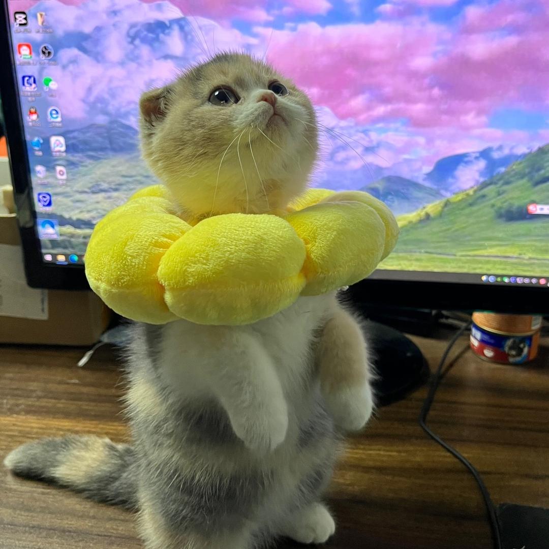 软软糯糯