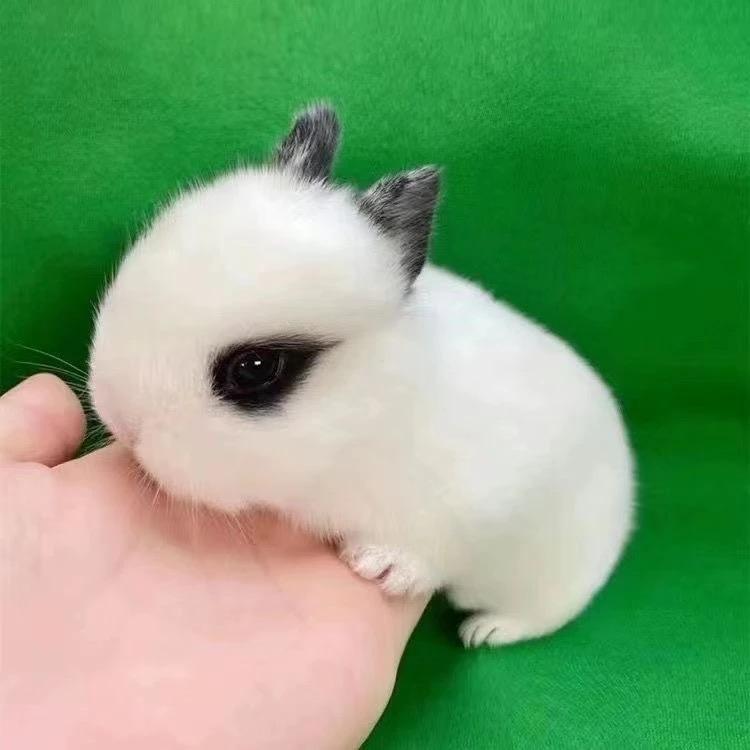 爱辰萌宠优品