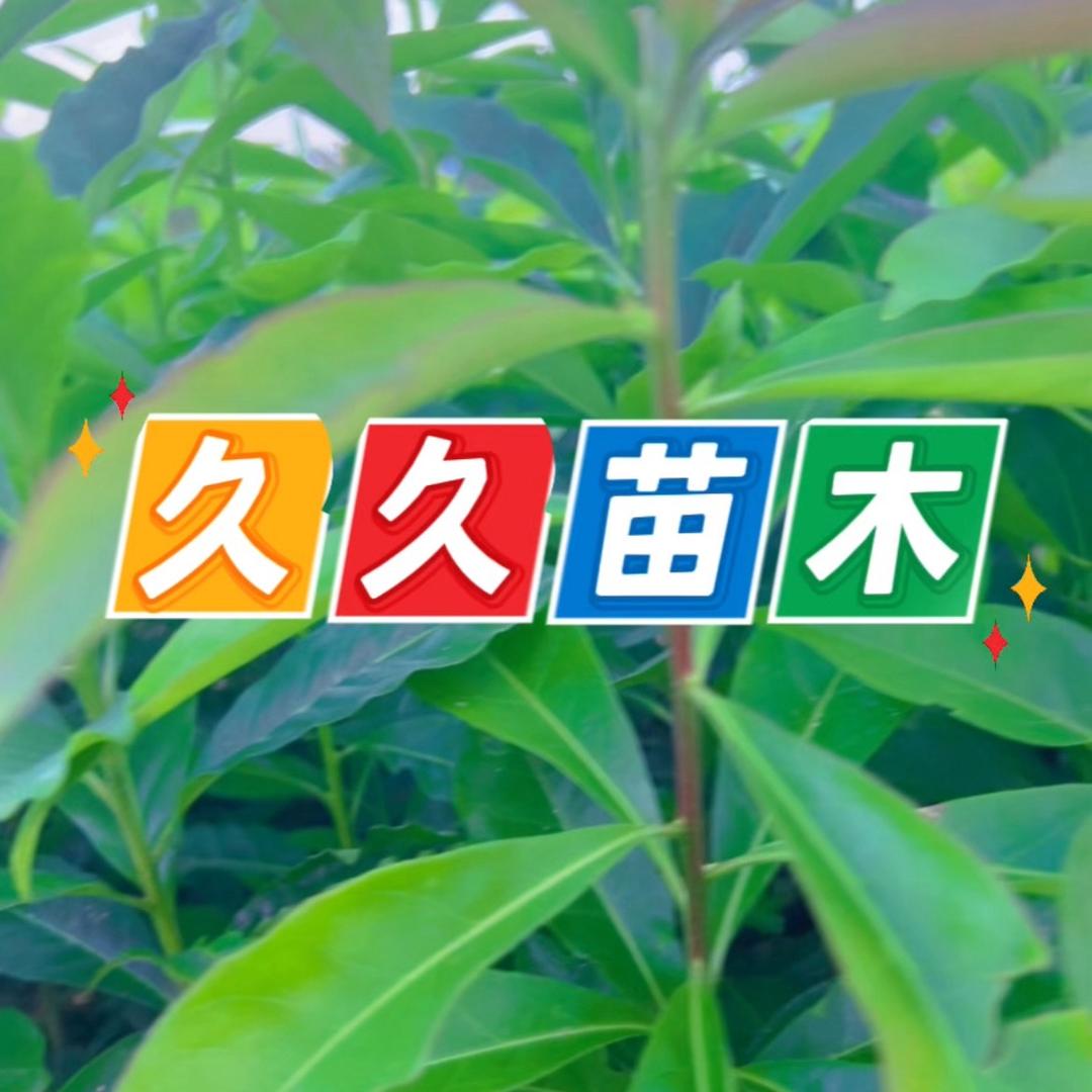 奉新县久久造林苗