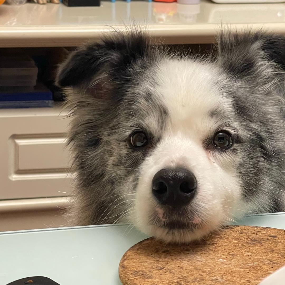 小小羊丶（🥕🍿版）