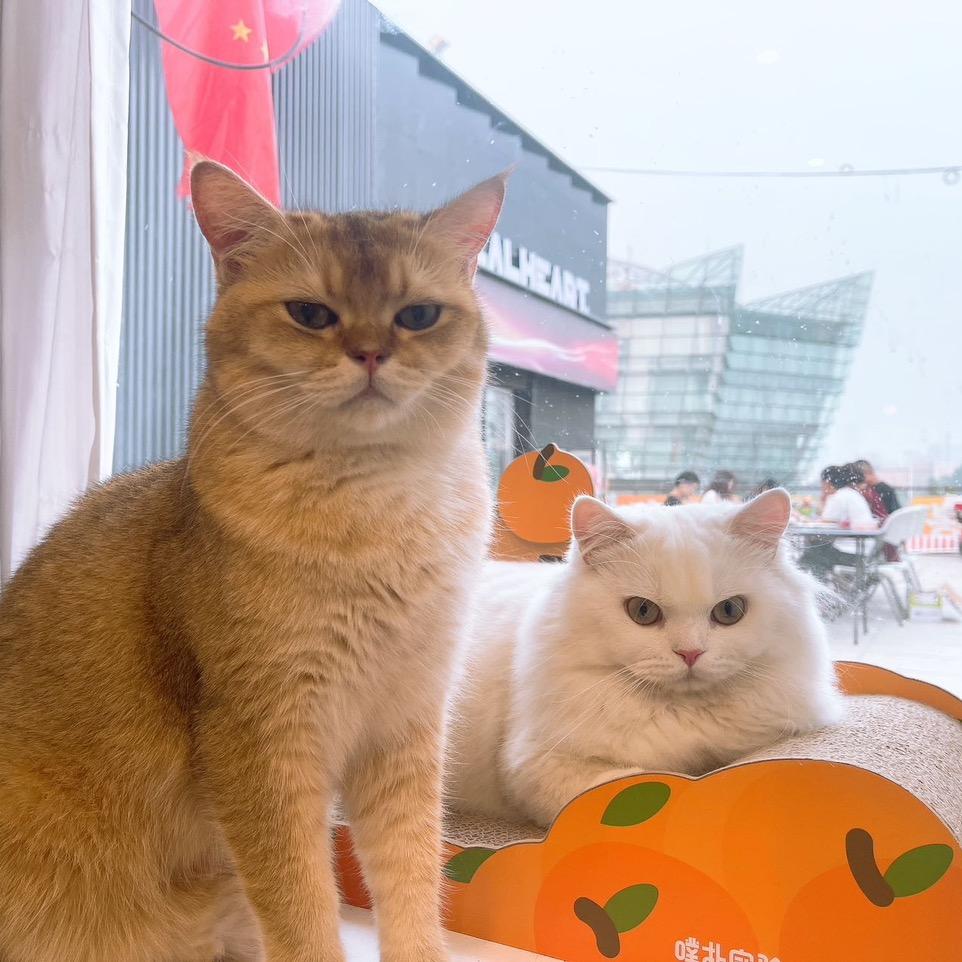 👑🌸覠覠🐳