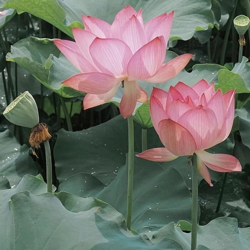 木兰儿