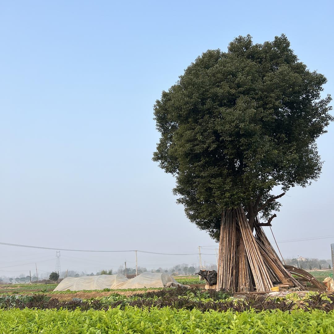 安庆石牌老陈蔬菜