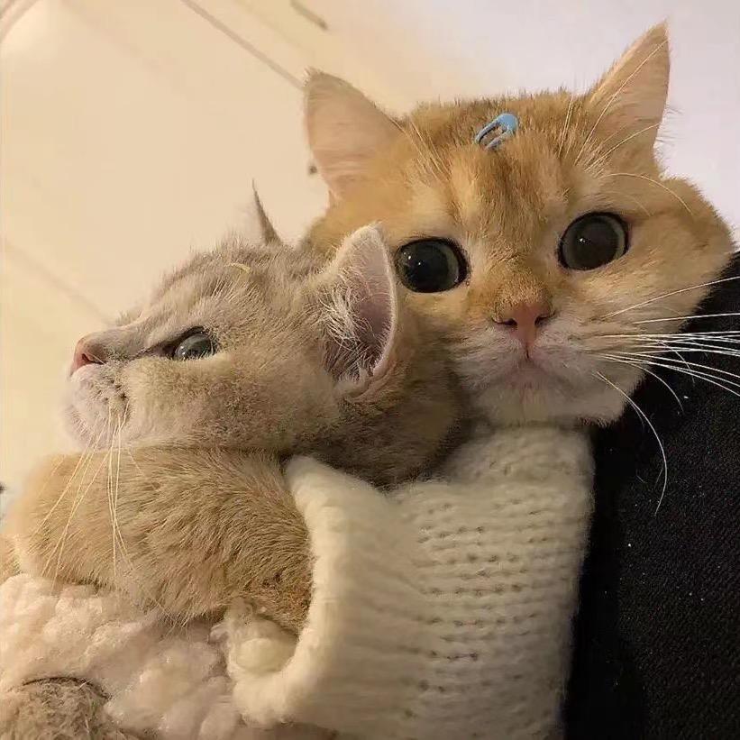 扁桃体永不发言