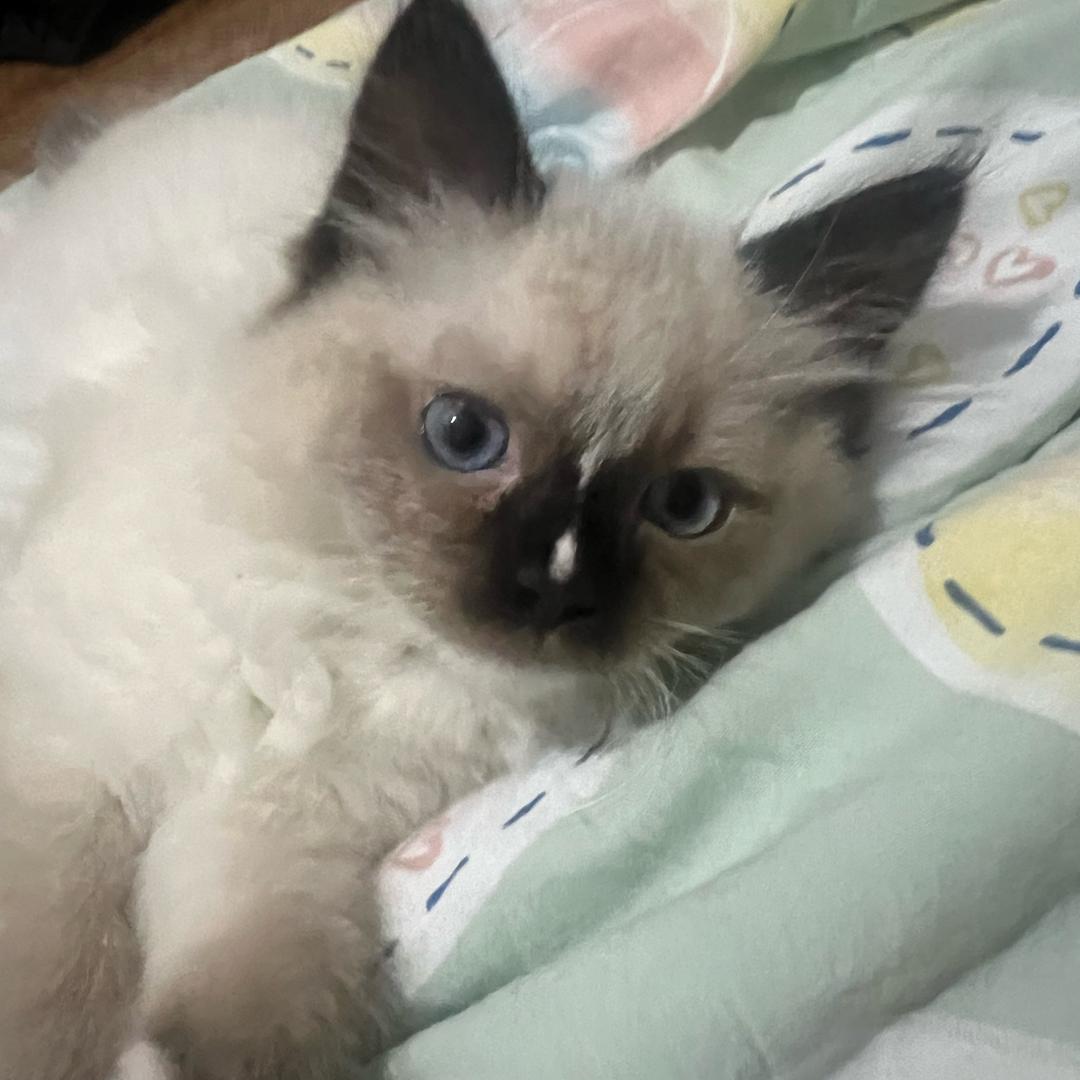 布丁小猫