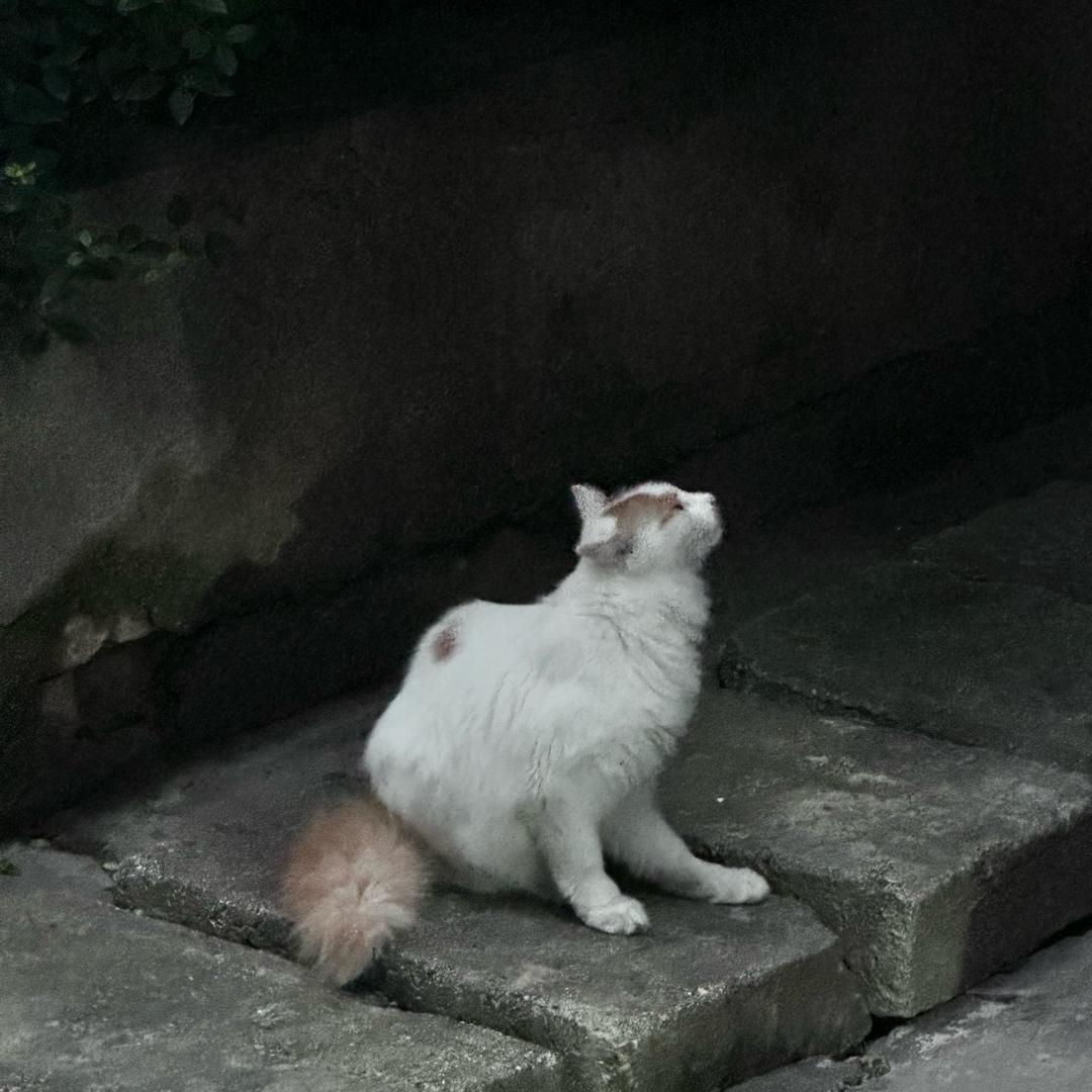 @巷子里的猫